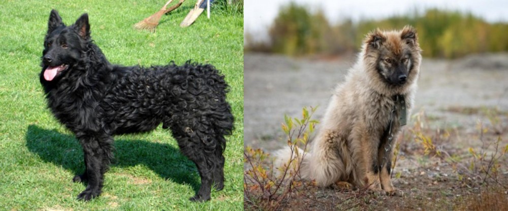 Nenets Herding Laika vs Croatian Sheepdog - Breed Comparison