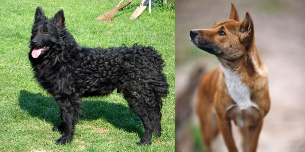 New Guinea Singing Dog vs Croatian Sheepdog - Breed Comparison