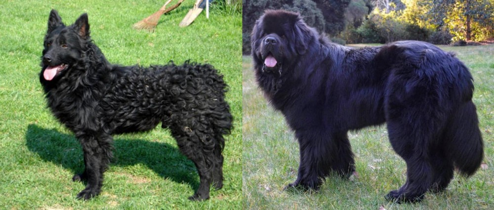 Newfoundland Dog vs Croatian Sheepdog - Breed Comparison