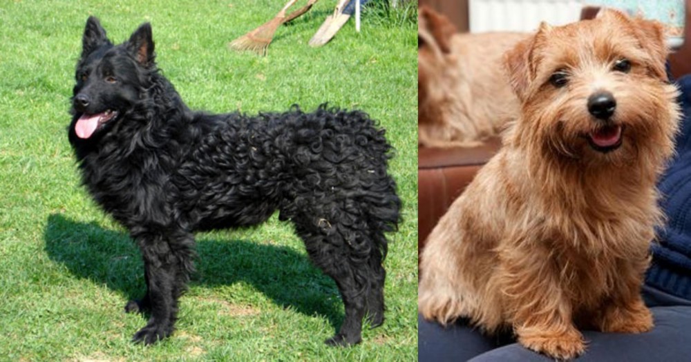 Norfolk Terrier vs Croatian Sheepdog - Breed Comparison
