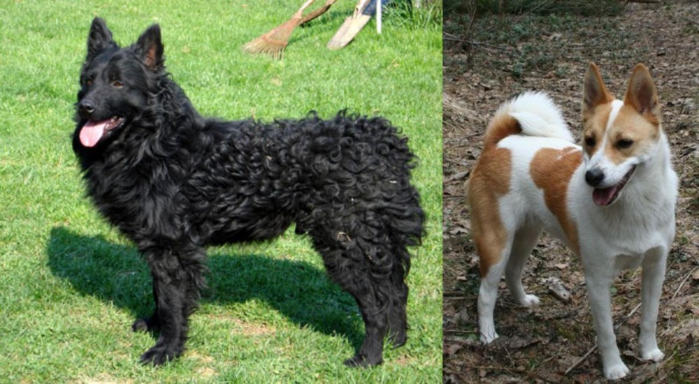 Norrbottenspets vs Croatian Sheepdog - Breed Comparison