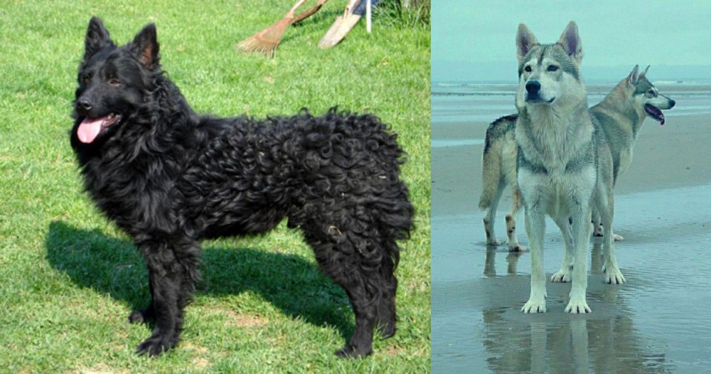 Northern Inuit Dog vs Croatian Sheepdog - Breed Comparison