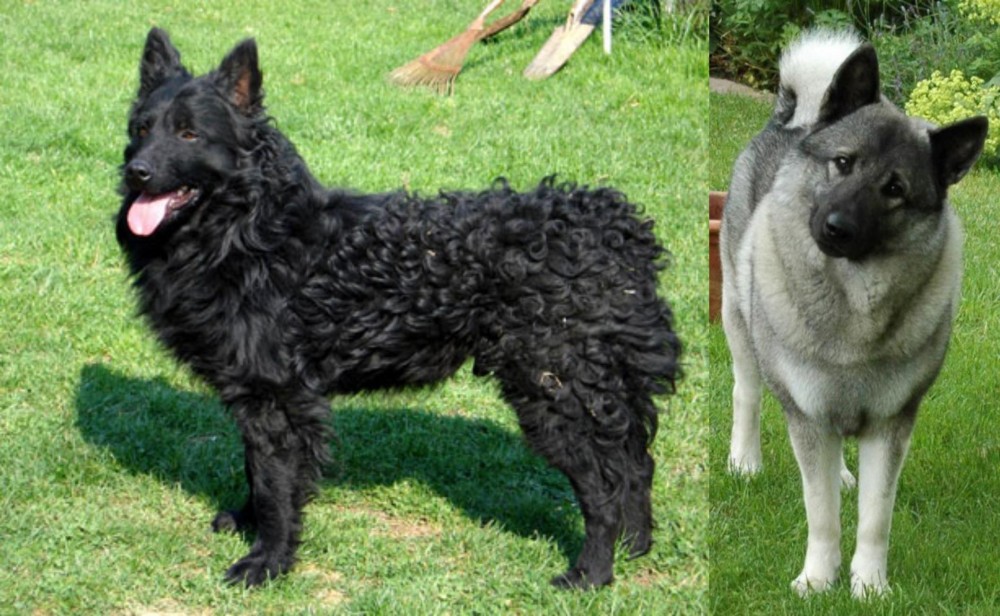 Norwegian Elkhound vs Croatian Sheepdog - Breed Comparison