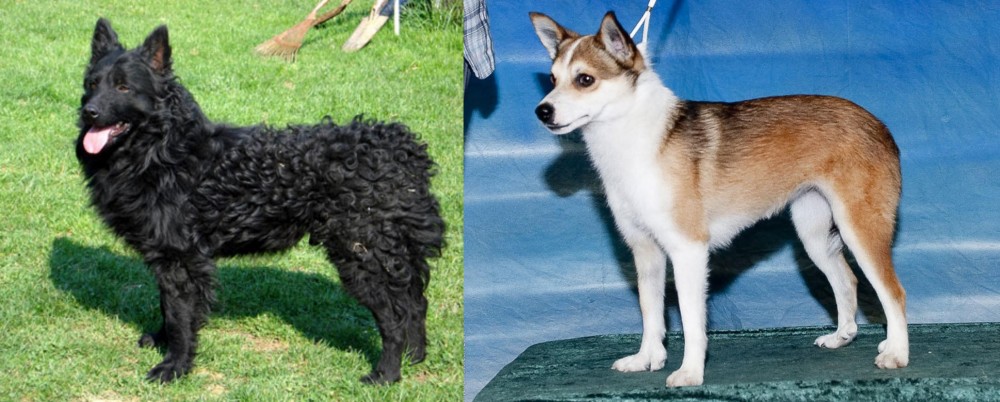 Norwegian Lundehund vs Croatian Sheepdog - Breed Comparison