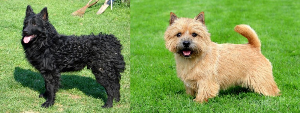 Norwich Terrier vs Croatian Sheepdog - Breed Comparison