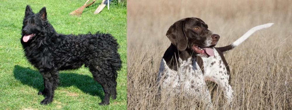 Old Danish Pointer vs Croatian Sheepdog - Breed Comparison