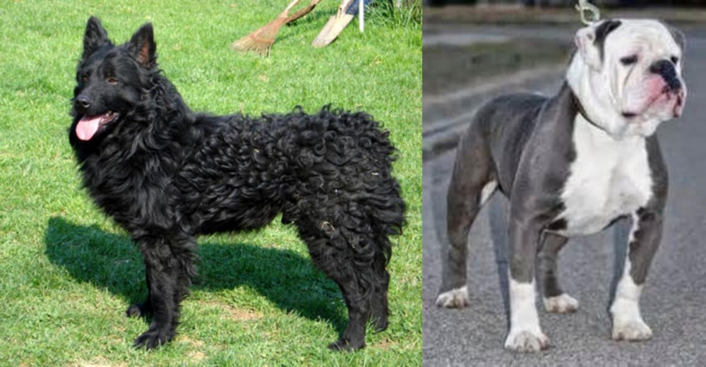 Old English Bulldog vs Croatian Sheepdog - Breed Comparison