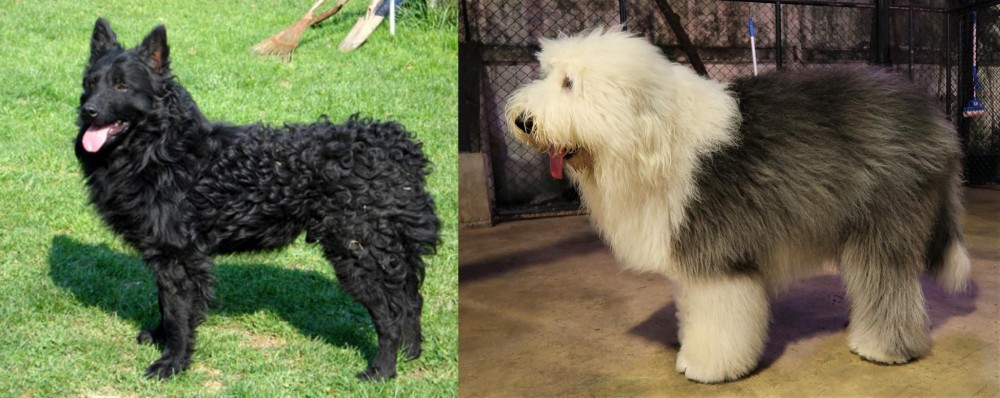 Old English Sheepdog vs Croatian Sheepdog - Breed Comparison