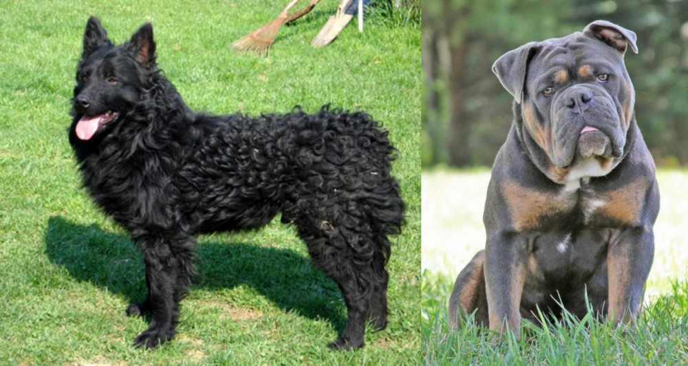 Olde English Bulldogge vs Croatian Sheepdog - Breed Comparison