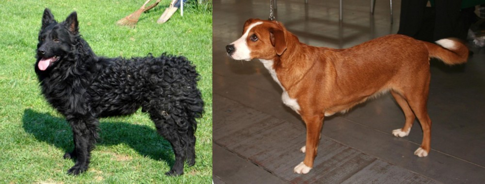 Osterreichischer Kurzhaariger Pinscher vs Croatian Sheepdog - Breed Comparison