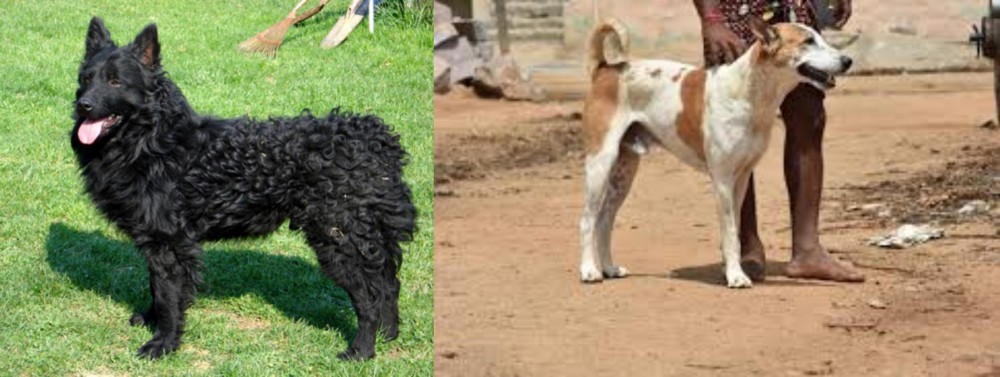 Pandikona vs Croatian Sheepdog - Breed Comparison