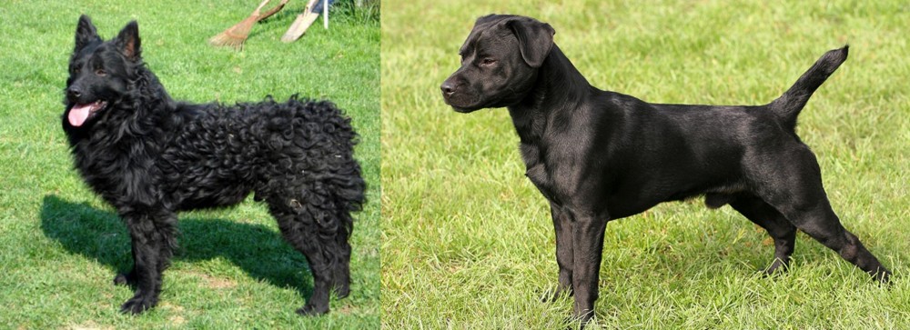 Patterdale Terrier vs Croatian Sheepdog - Breed Comparison