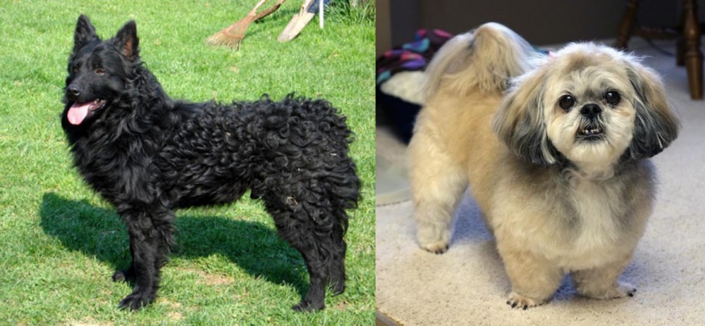 PekePoo vs Croatian Sheepdog - Breed Comparison