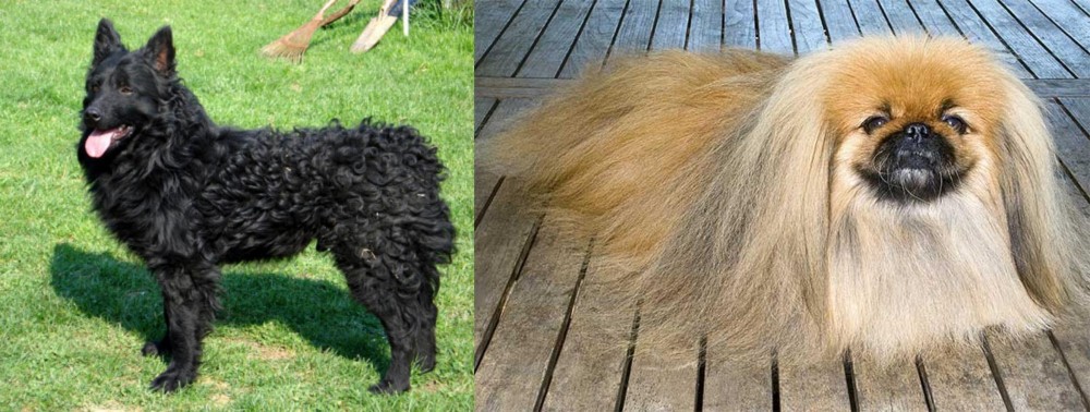 Pekingese vs Croatian Sheepdog - Breed Comparison