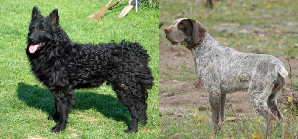 Perdiguero de Burgos vs Croatian Sheepdog - Breed Comparison