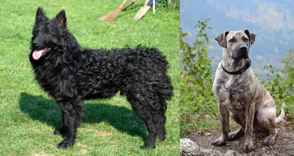 Perro Cimarron vs Croatian Sheepdog - Breed Comparison