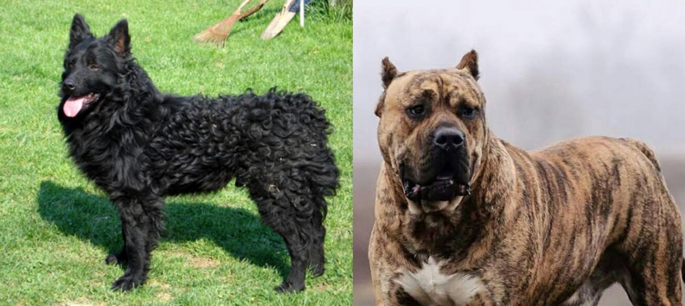 Perro de Presa Canario vs Croatian Sheepdog - Breed Comparison