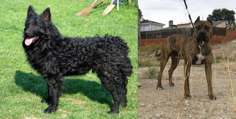 Perro de Toro vs Croatian Sheepdog - Breed Comparison