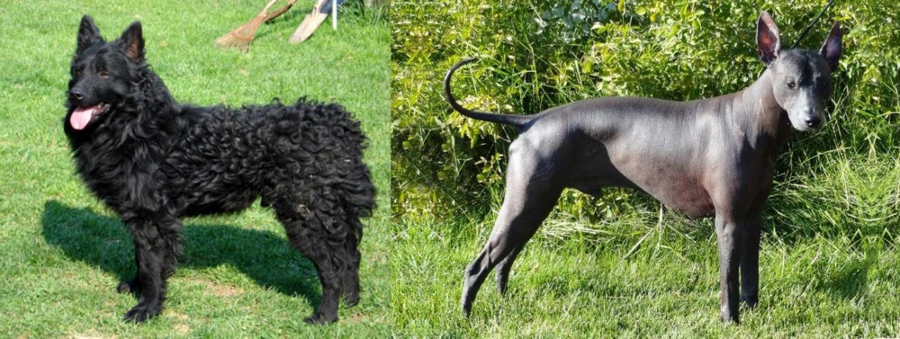 Peruvian Hairless vs Croatian Sheepdog - Breed Comparison