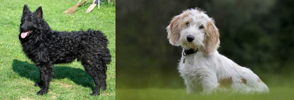 Petit Basset Griffon Vendeen vs Croatian Sheepdog - Breed Comparison