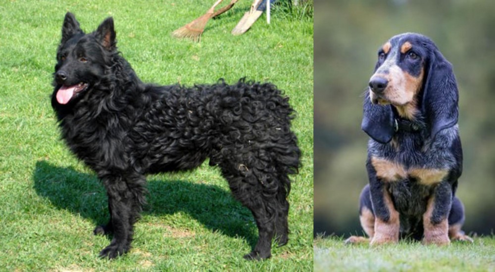 Petit Bleu de Gascogne vs Croatian Sheepdog - Breed Comparison