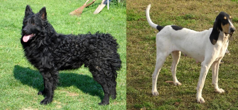 Petit Gascon Saintongeois vs Croatian Sheepdog - Breed Comparison