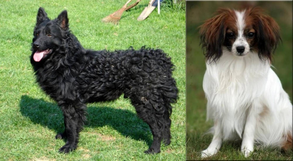 Phalene vs Croatian Sheepdog - Breed Comparison