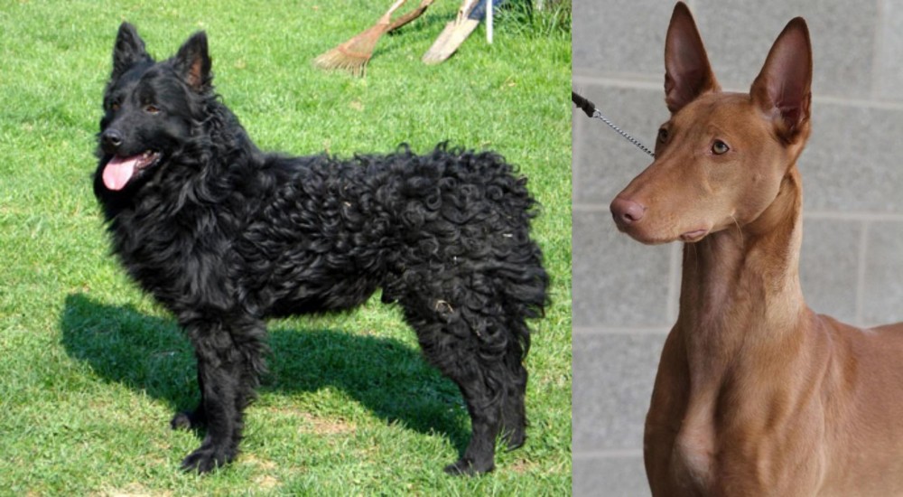 Pharaoh Hound vs Croatian Sheepdog - Breed Comparison