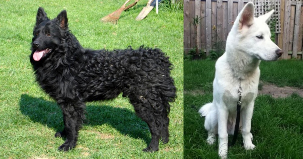 Phung San vs Croatian Sheepdog - Breed Comparison