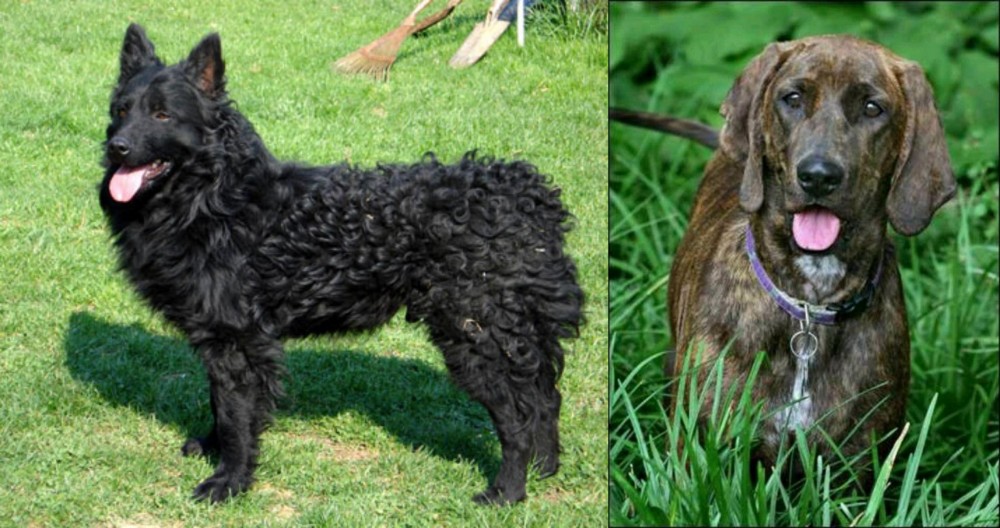 Plott Hound vs Croatian Sheepdog - Breed Comparison