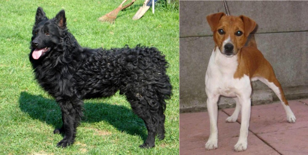 Plummer Terrier vs Croatian Sheepdog - Breed Comparison