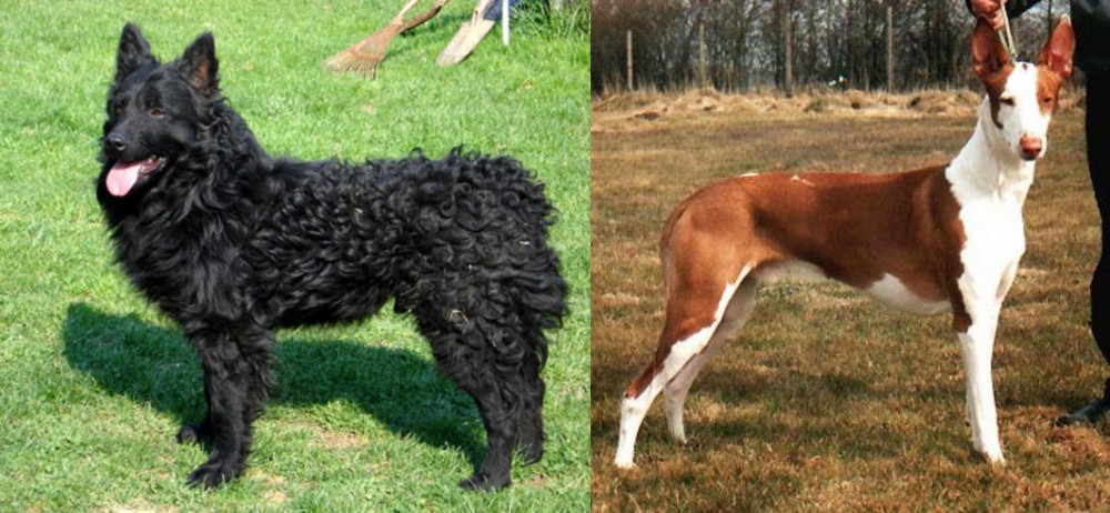 Podenco Canario vs Croatian Sheepdog - Breed Comparison
