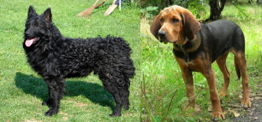 Polish Hound vs Croatian Sheepdog - Breed Comparison