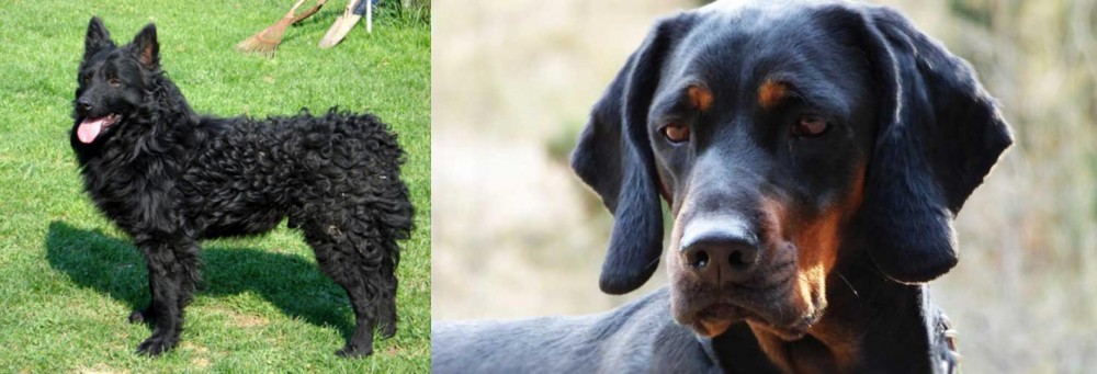 Polish Hunting Dog vs Croatian Sheepdog - Breed Comparison
