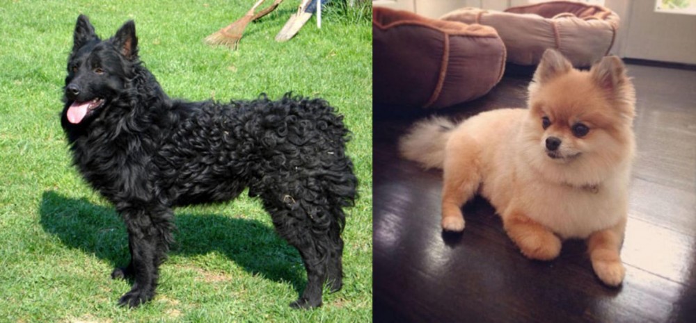 Pomeranian vs Croatian Sheepdog - Breed Comparison