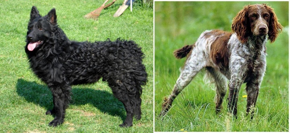 Pont-Audemer Spaniel vs Croatian Sheepdog - Breed Comparison