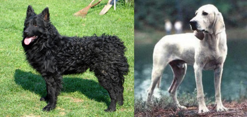 Porcelaine vs Croatian Sheepdog - Breed Comparison