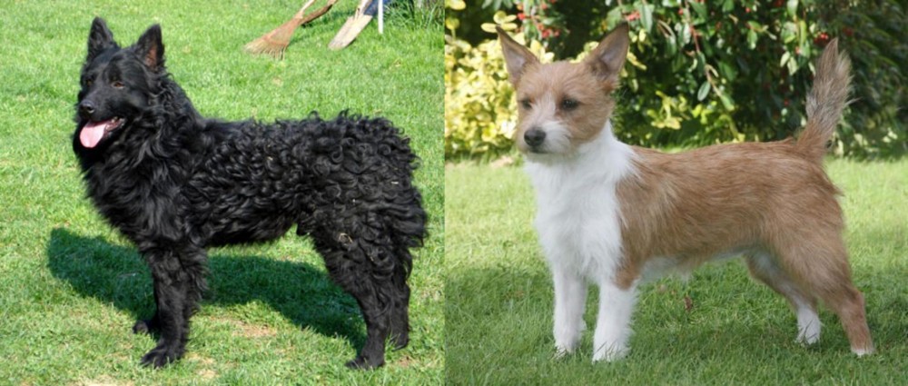 Portuguese Podengo vs Croatian Sheepdog - Breed Comparison