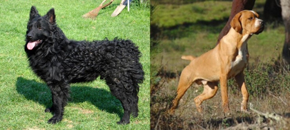 Portuguese Pointer vs Croatian Sheepdog - Breed Comparison