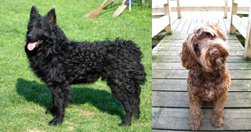 Portuguese Water Dog vs Croatian Sheepdog - Breed Comparison