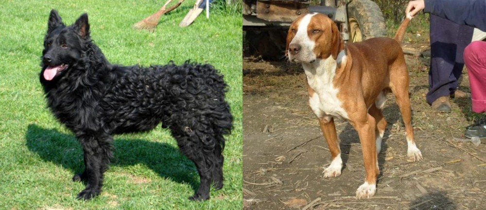 Posavac Hound vs Croatian Sheepdog - Breed Comparison