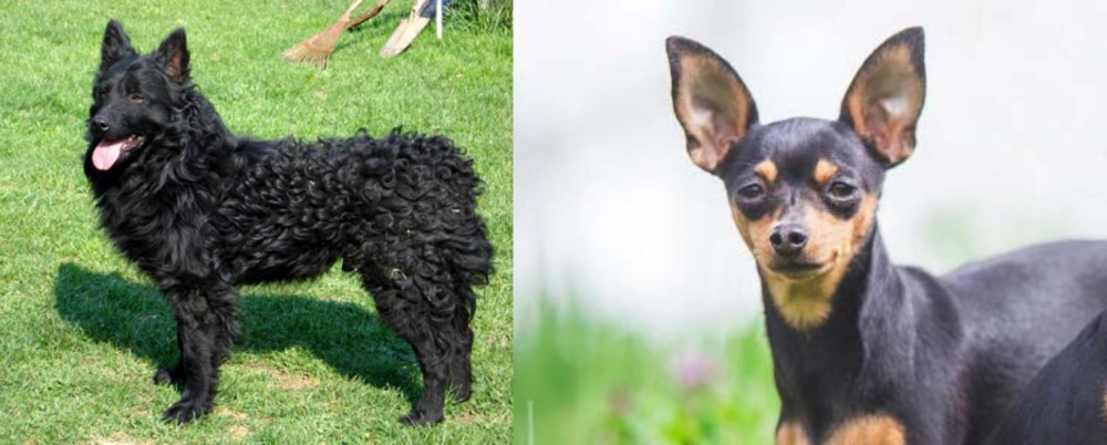 Prazsky Krysarik vs Croatian Sheepdog - Breed Comparison
