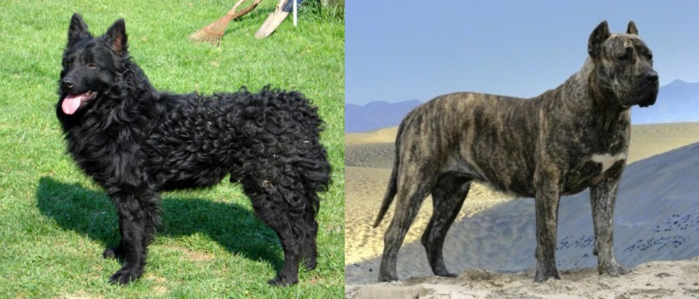 Presa Canario vs Croatian Sheepdog - Breed Comparison