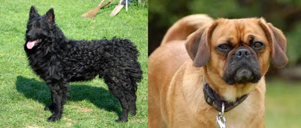 Pugalier vs Croatian Sheepdog - Breed Comparison