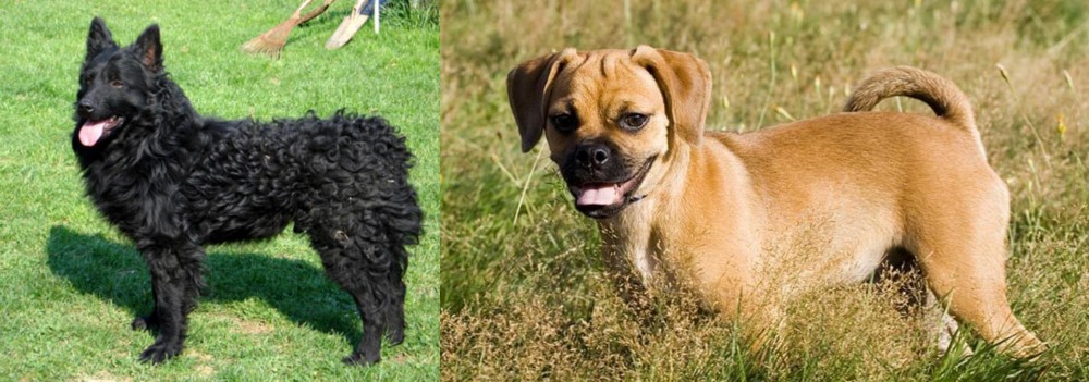 Puggle vs Croatian Sheepdog - Breed Comparison