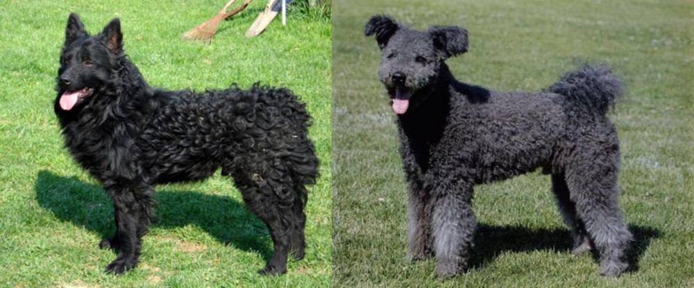 Pumi vs Croatian Sheepdog - Breed Comparison