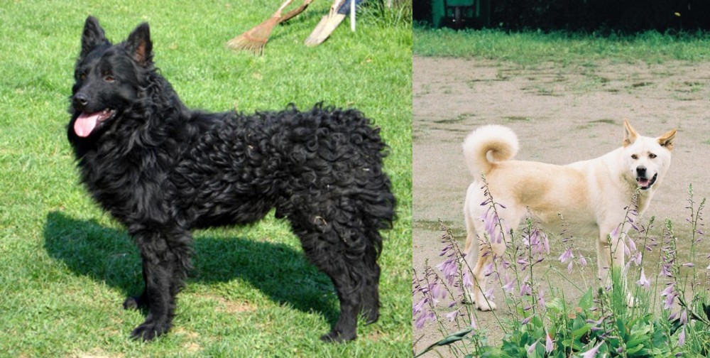 Pungsan Dog vs Croatian Sheepdog - Breed Comparison