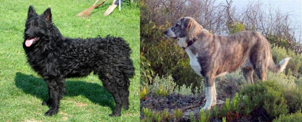Rafeiro do Alentejo vs Croatian Sheepdog - Breed Comparison