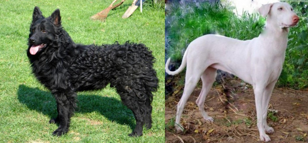 Rajapalayam vs Croatian Sheepdog - Breed Comparison