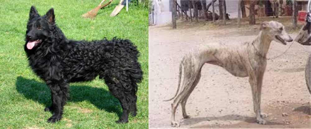 Rampur Greyhound vs Croatian Sheepdog - Breed Comparison